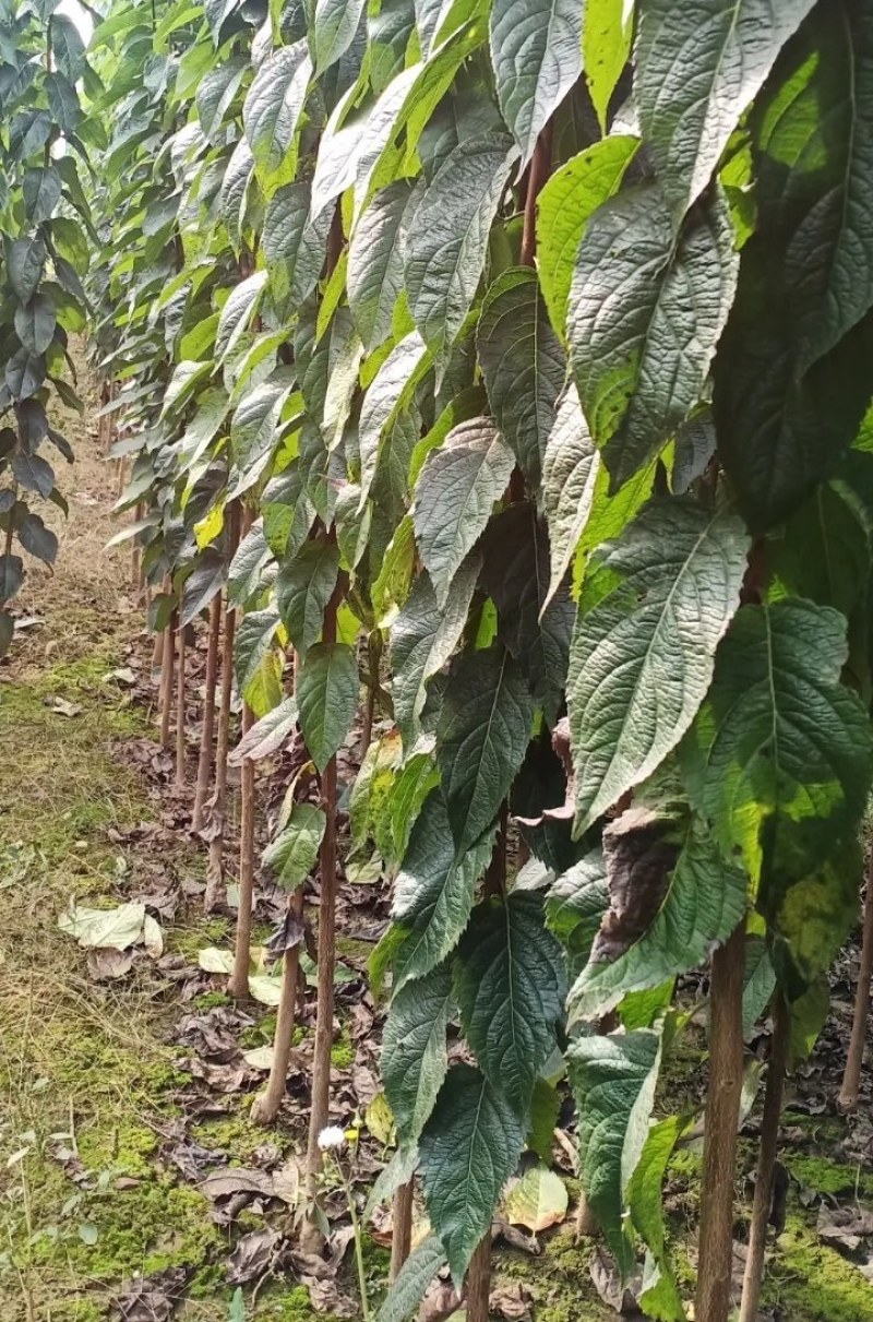 杜仲苗1到3公分杜仲树苗，药用价值苗基地直销包成活