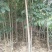杜仲苗1到3公分杜仲树苗，药用价值苗基地直销包成活