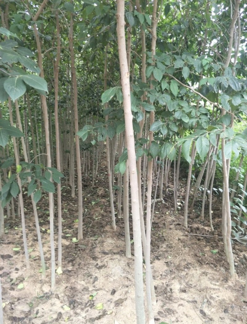 杜仲苗1到3公分杜仲树苗，药用价值苗基地直销包成活
