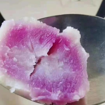 澳洲紫白，紫霞仙子脱毒苗