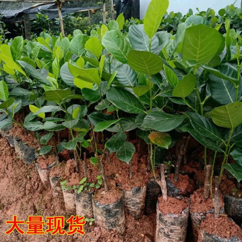 四季泰国红肉菠萝蜜8号正品嫁接马来西亚1号菠萝蜜苗正品苗