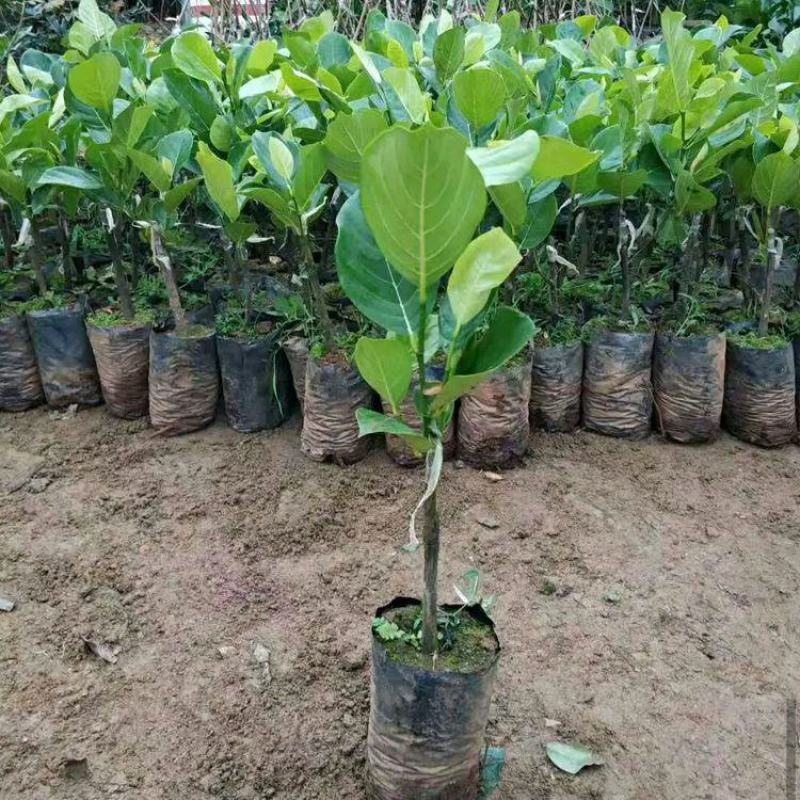 四季泰国红肉菠萝蜜8号正品嫁接马来西亚1号菠萝蜜苗正品苗