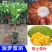 四季泰国红肉菠萝蜜8号正品嫁接马来西亚1号菠萝蜜苗正品苗