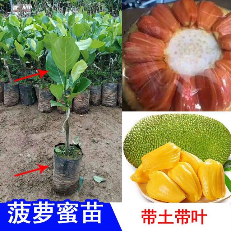 四季泰国红肉菠萝蜜8号正品嫁接马来西亚1号菠萝蜜苗正品苗