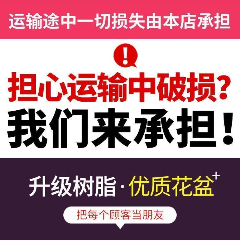 菜盆长方形花盆塑料阳台种菜花盆树脂配托盘大绿萝盆栽兰花葱