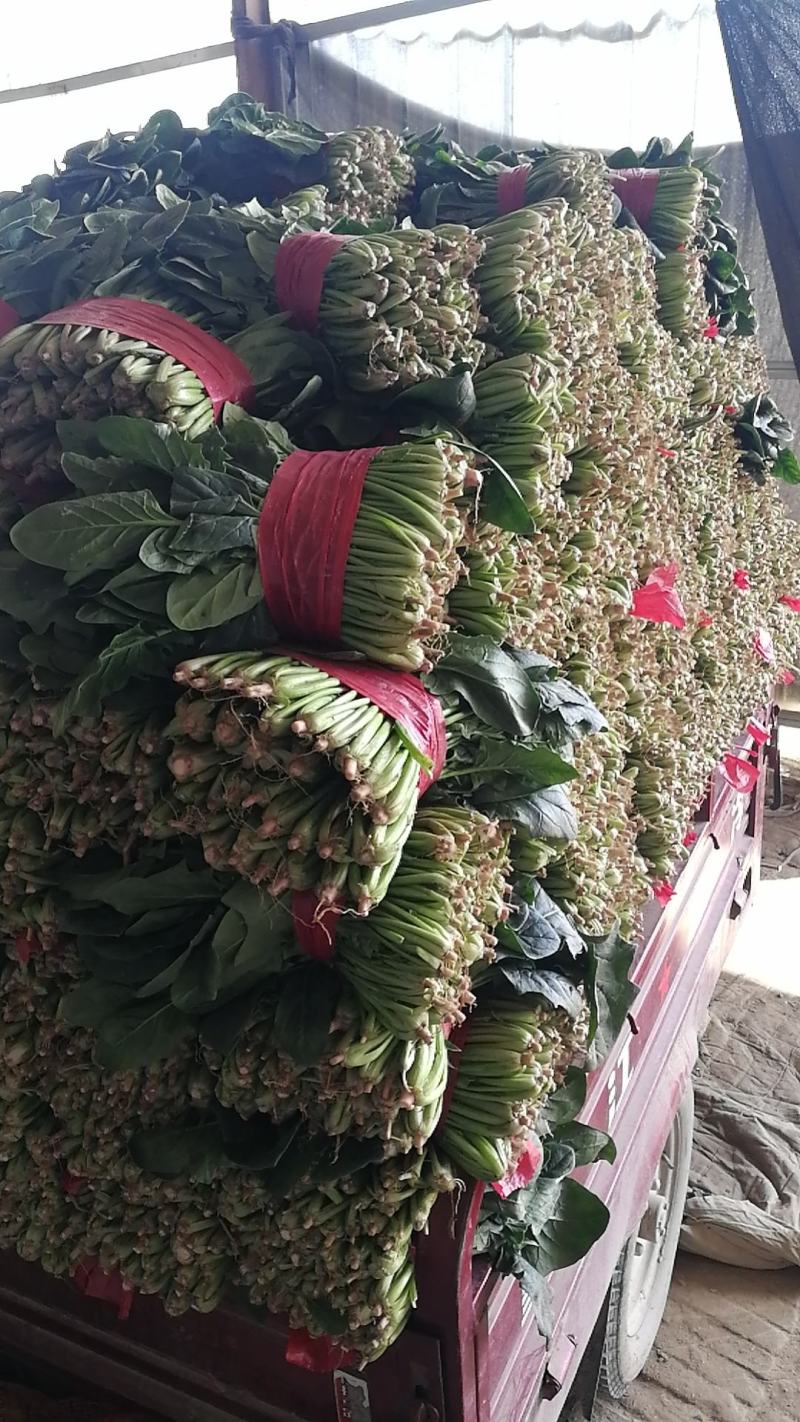 露天菠菜大量上市了，捆把，装箱，各种规格。