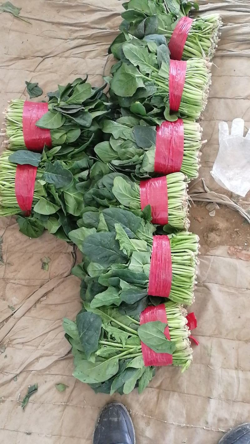 露天菠菜大量上市了，捆把，装箱，各种规格。