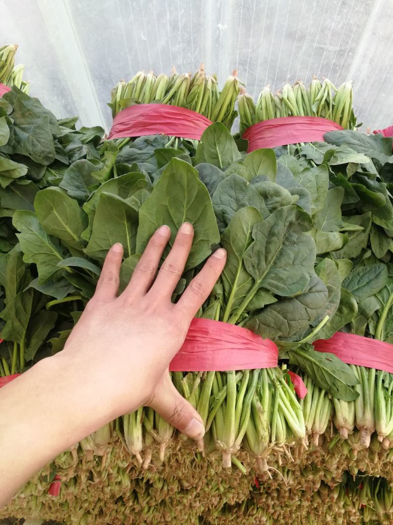 露天菠菜大量上市了，捆把，装箱，各种规格。