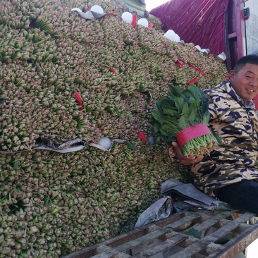 露天菠菜大量上市了，捆把，装箱，各种规格。