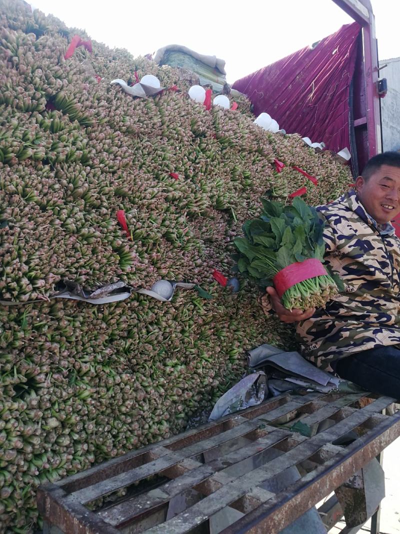 露天菠菜大量上市了，捆把，装箱，各种规格。