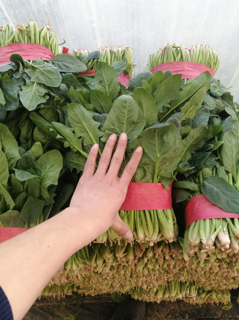 露天菠菜大量上市了，捆把，装箱，各种规格。