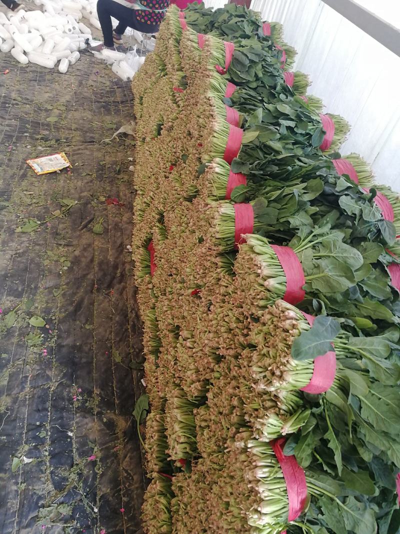 露天菠菜大量上市了，捆把，装箱，各种规格。