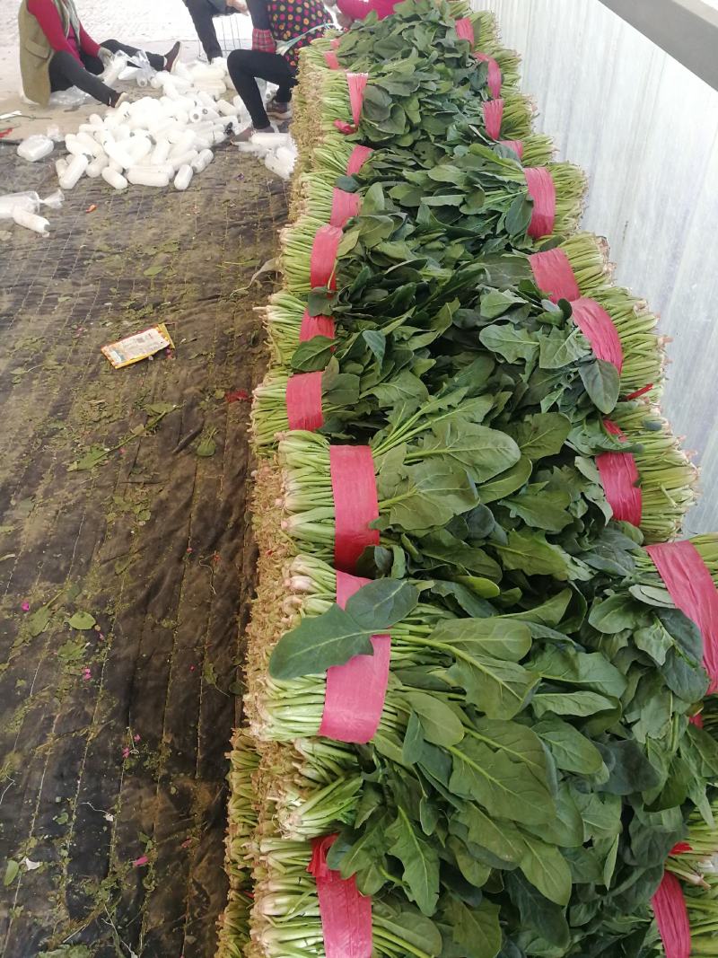 露天菠菜大量上市了，捆把，装箱，各种规格。