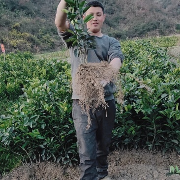 纽荷尔脐橙苗正在热卖