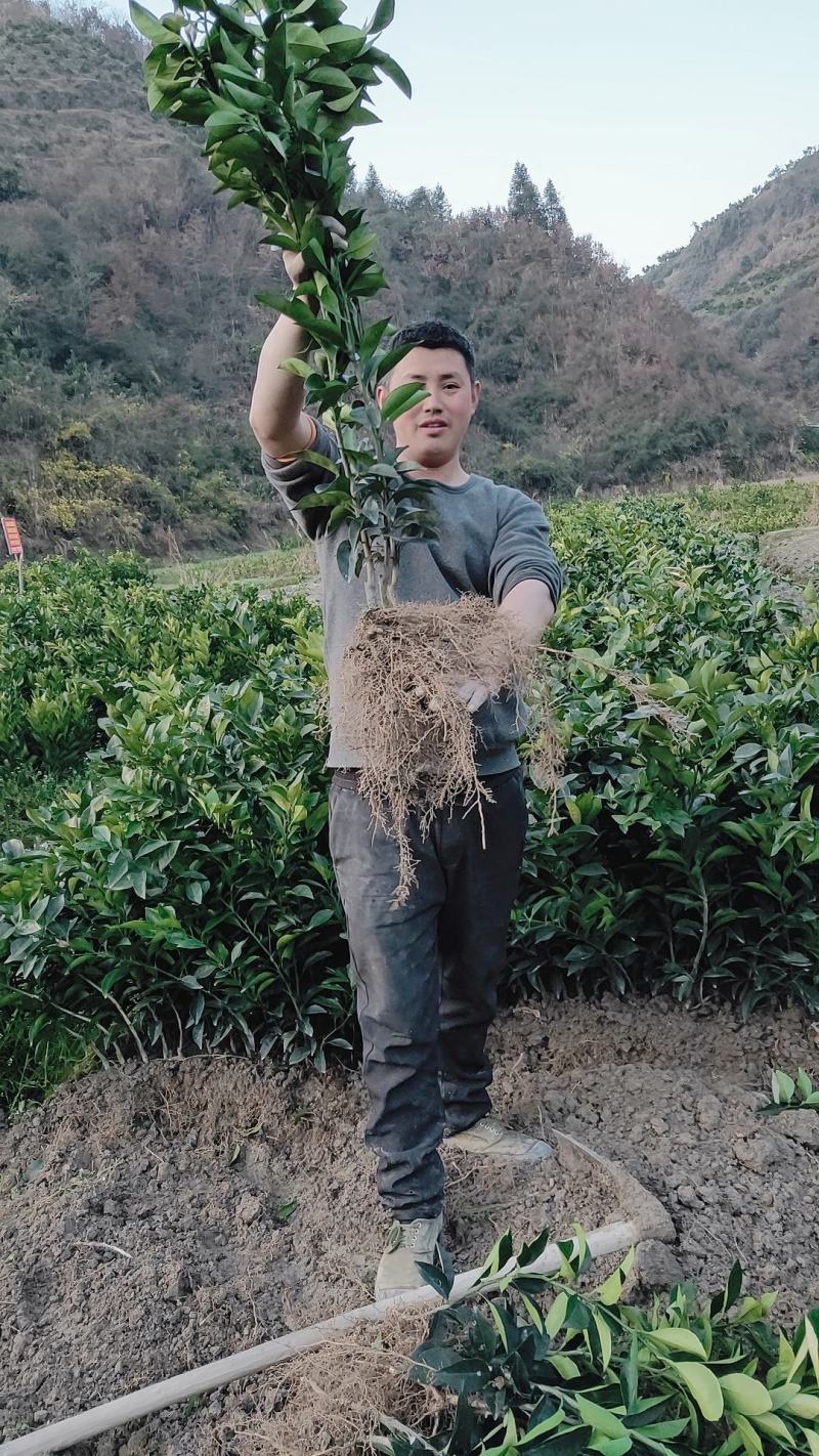 纽荷尔脐橙苗正在热卖