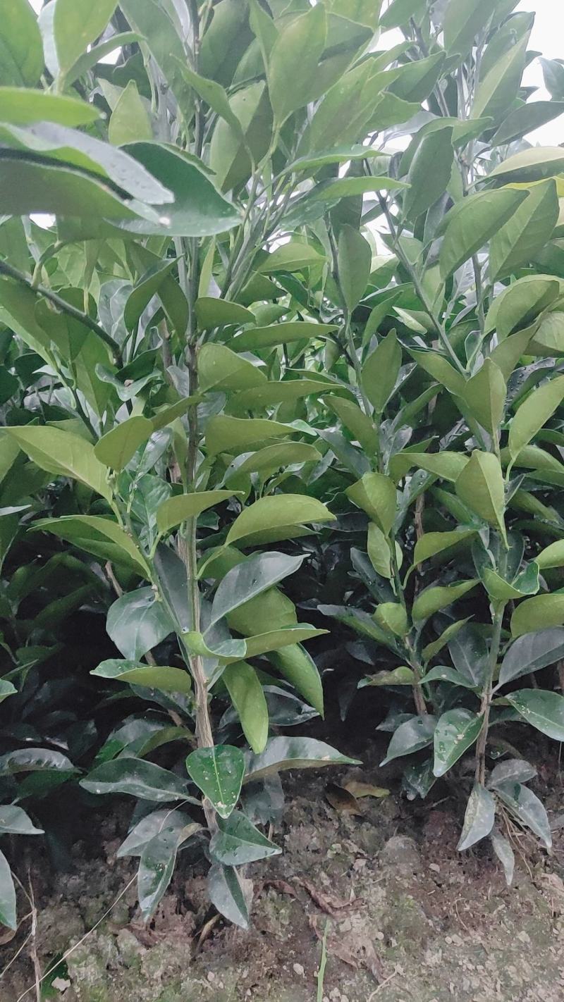 纽荷尔脐橙苗正在热卖