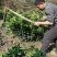 纽荷尔脐橙苗正在热卖