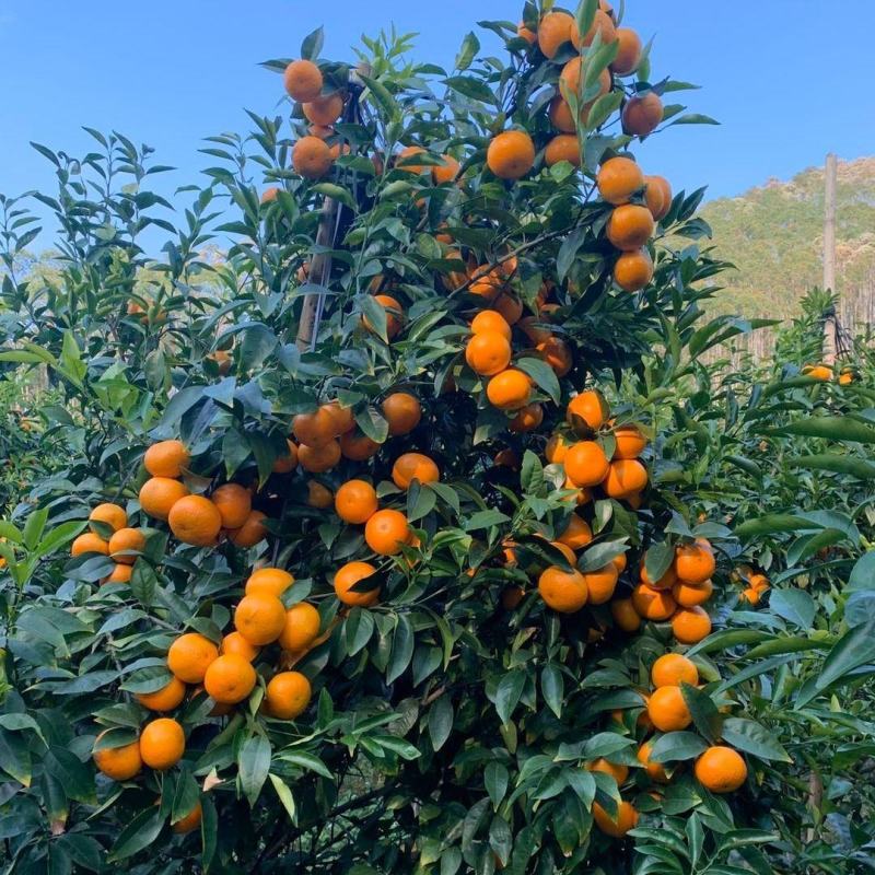 正宗广西沃柑无核嫁接沃柑苗产量超高合适南北方种植