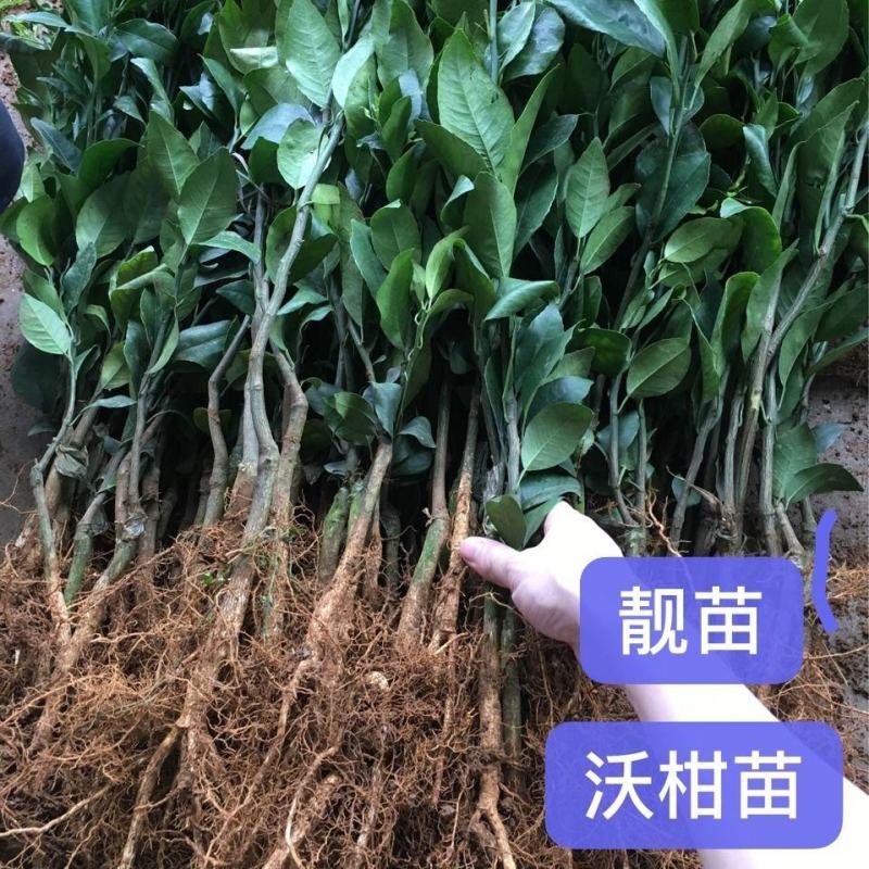 正宗广西沃柑无核嫁接沃柑苗产量超高合适南北方种植