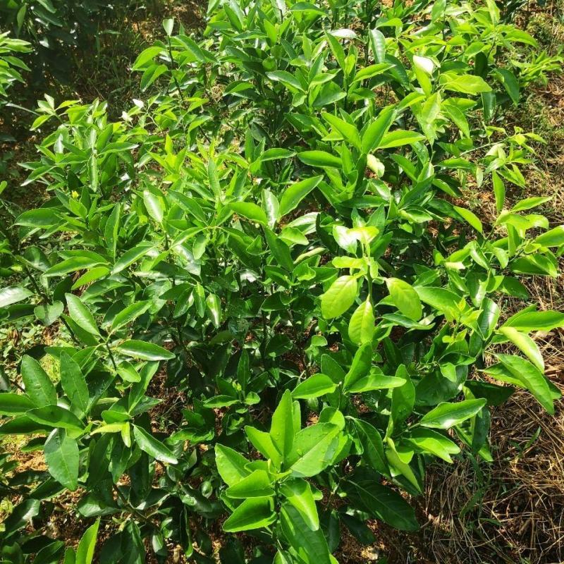 正宗广西沃柑无核嫁接沃柑苗产量超高合适南北方种植