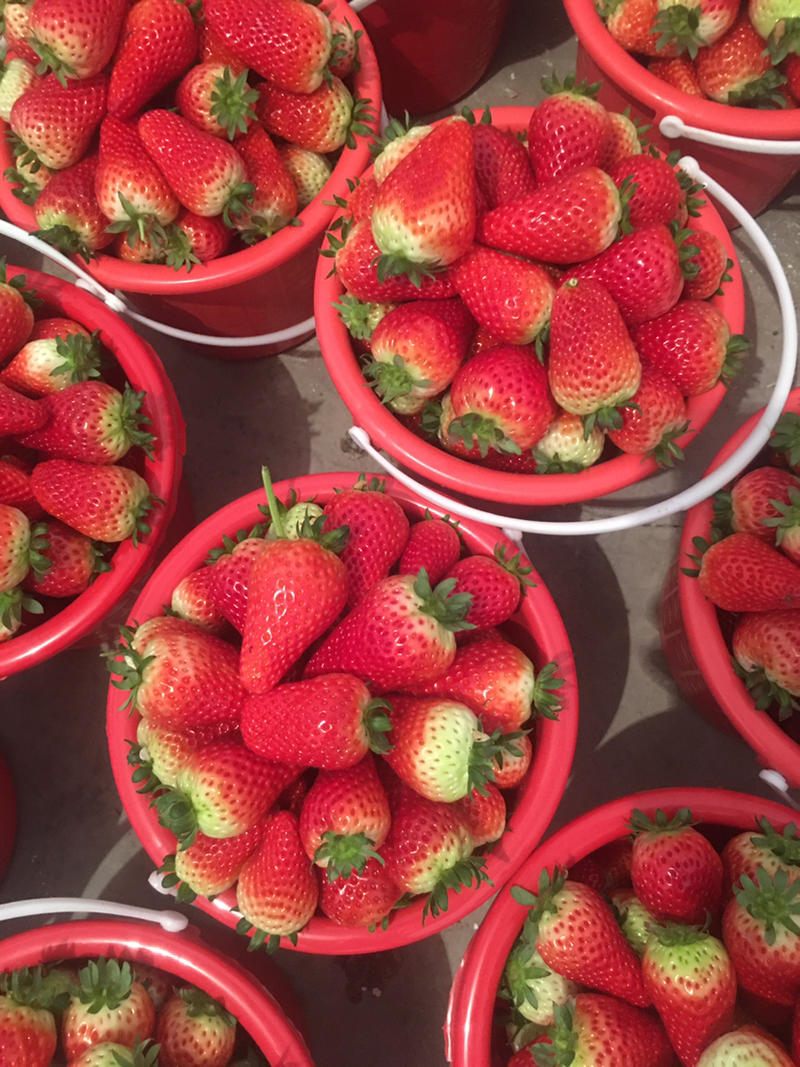 万亩草莓🍓种植区现以大量上市，品种九香甜宝