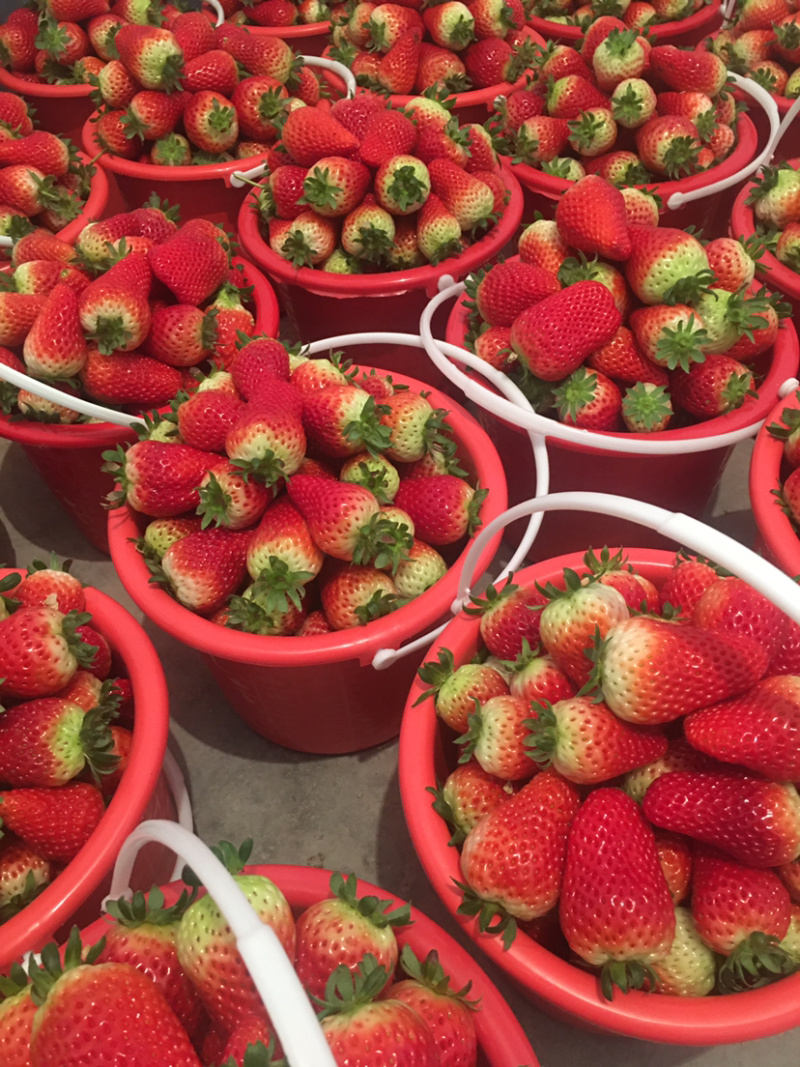 万亩草莓🍓种植区现以大量上市，品种九香甜宝