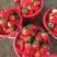 万亩草莓🍓种植区现以大量上市，品种九香甜宝