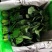 单县菠菜大量上市，1毛-3毛，适合东北三省，深加工企业