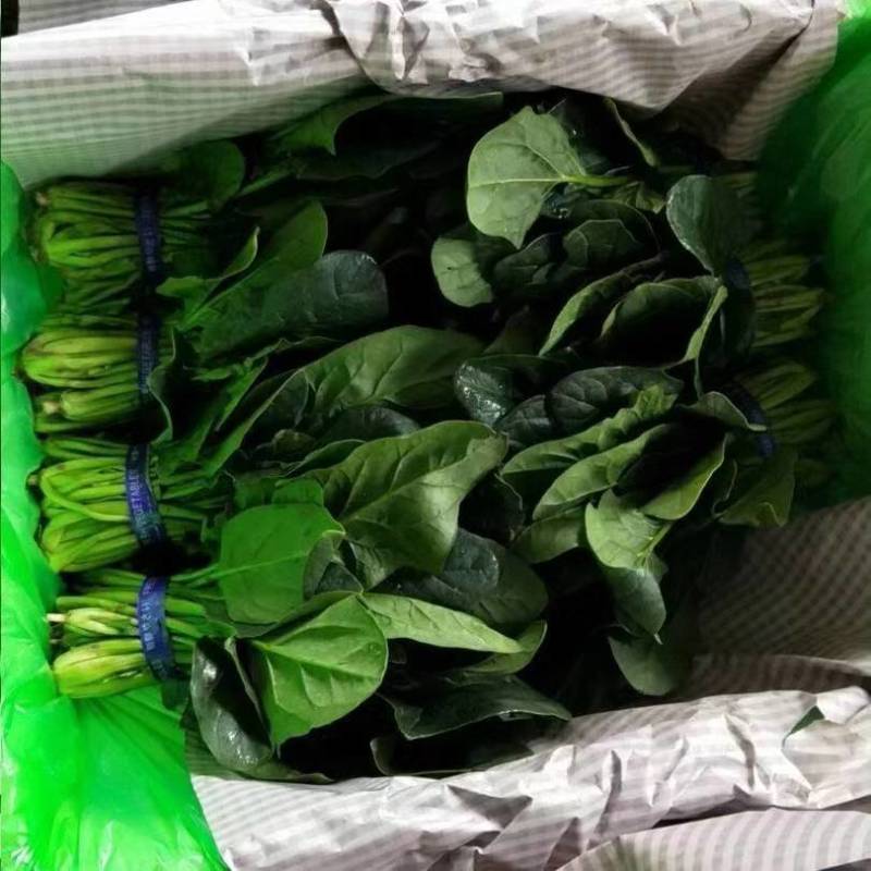 单县菠菜大量上市，1毛-3毛，适合东北三省，深加工企业