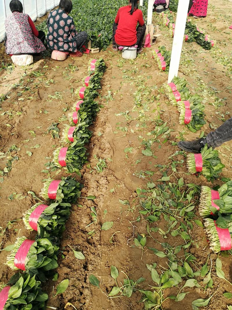 单县菠菜大量上市，1毛-3毛，适合东北三省，深加工企业