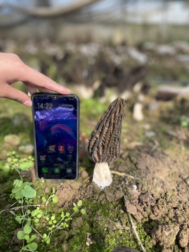羊肚菌；户县原产地种植；头茬；6-8公分左右