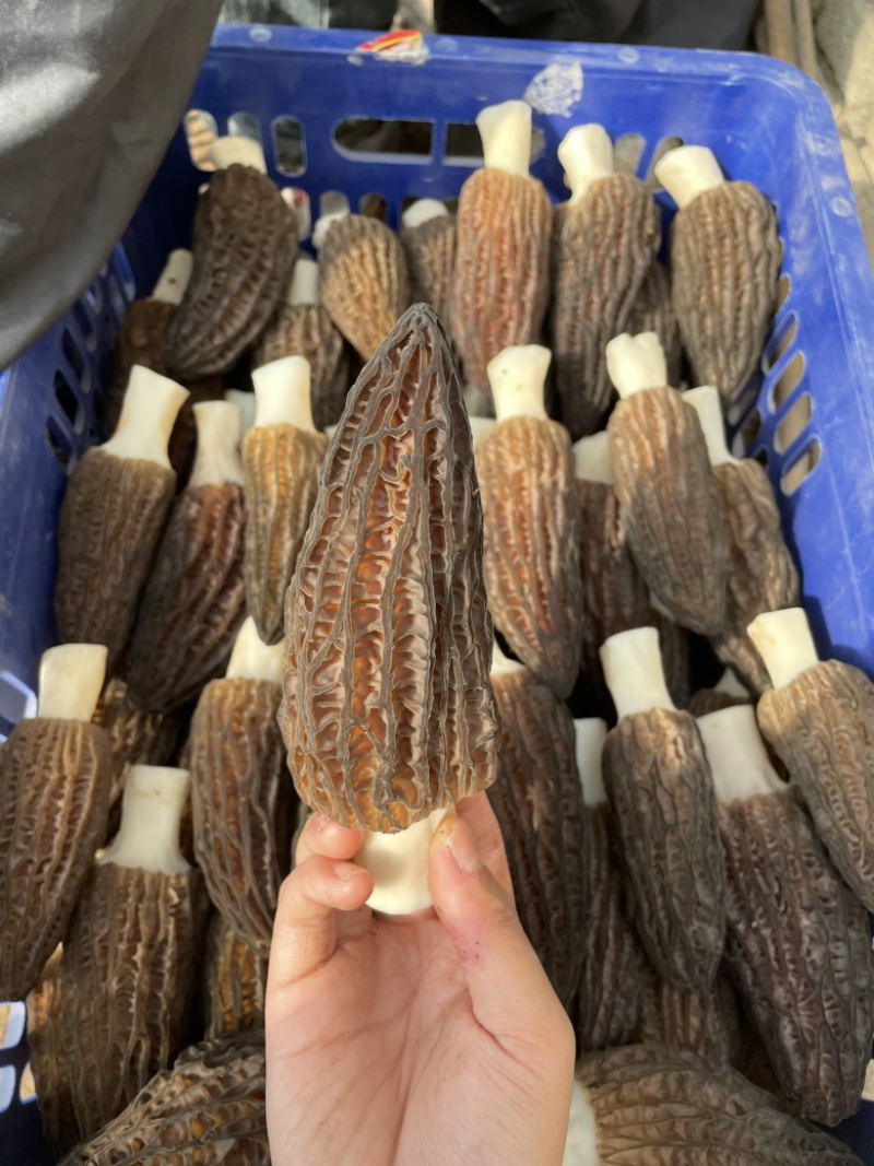 羊肚菌；户县原产地种植；头茬；6-8公分左右