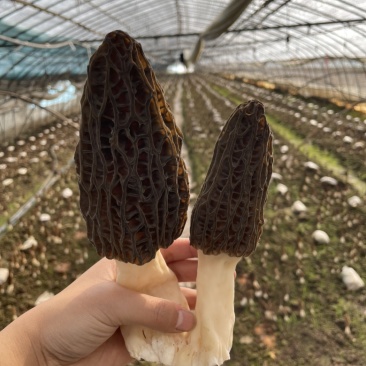 羊肚菌；户县原产地种植；头茬；6-8公分左右