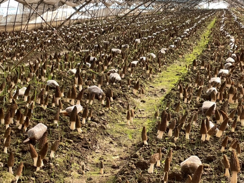 羊肚菌；户县原产地种植；头茬；6-8公分左右
