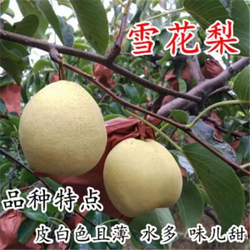 梨树苗早酥红梨香梨秋月梨晚秋黄梨现挖现发包成活