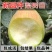 梨树苗早酥红梨香梨秋月梨晚秋黄梨现挖现发包成活