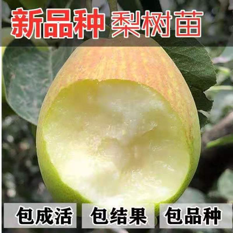 梨树苗早酥红梨香梨秋月梨晚秋黄梨现挖现发包成活