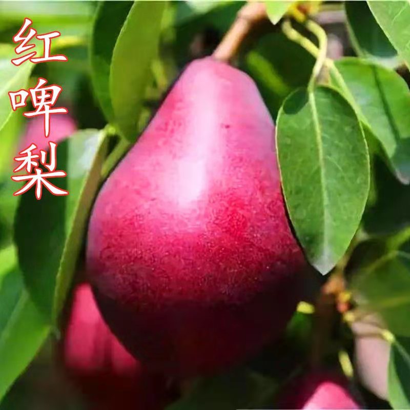 梨树苗早酥红梨香梨秋月梨晚秋黄梨现挖现发包成活