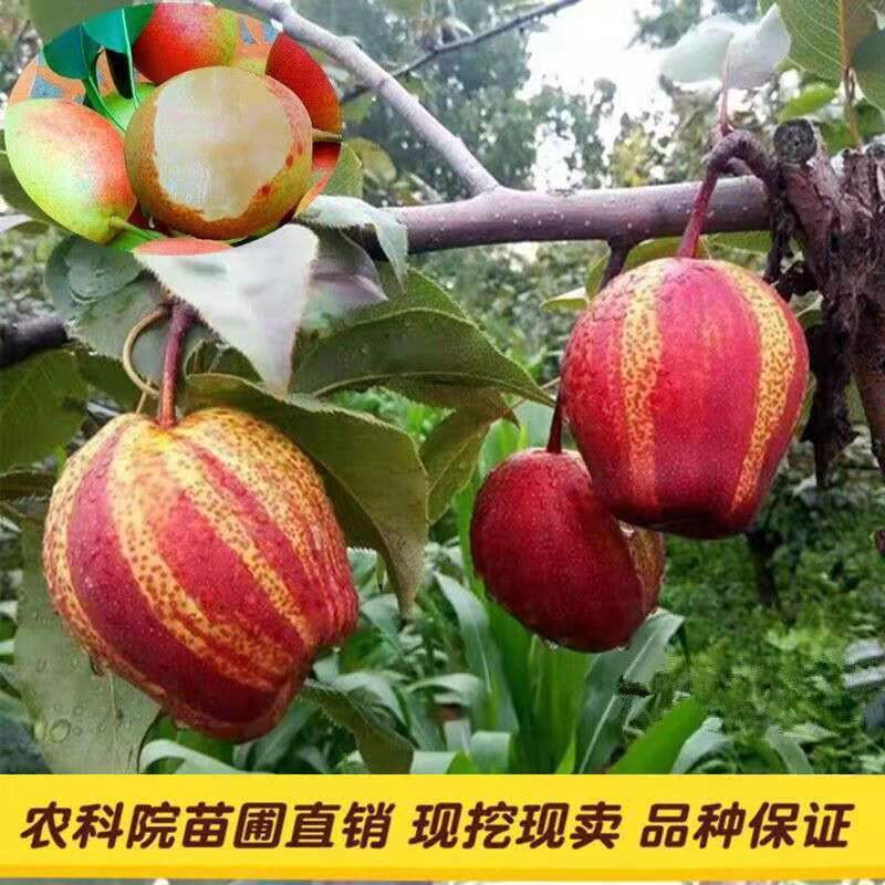梨树苗早酥红梨香梨秋月梨晚秋黄梨现挖现发包成活