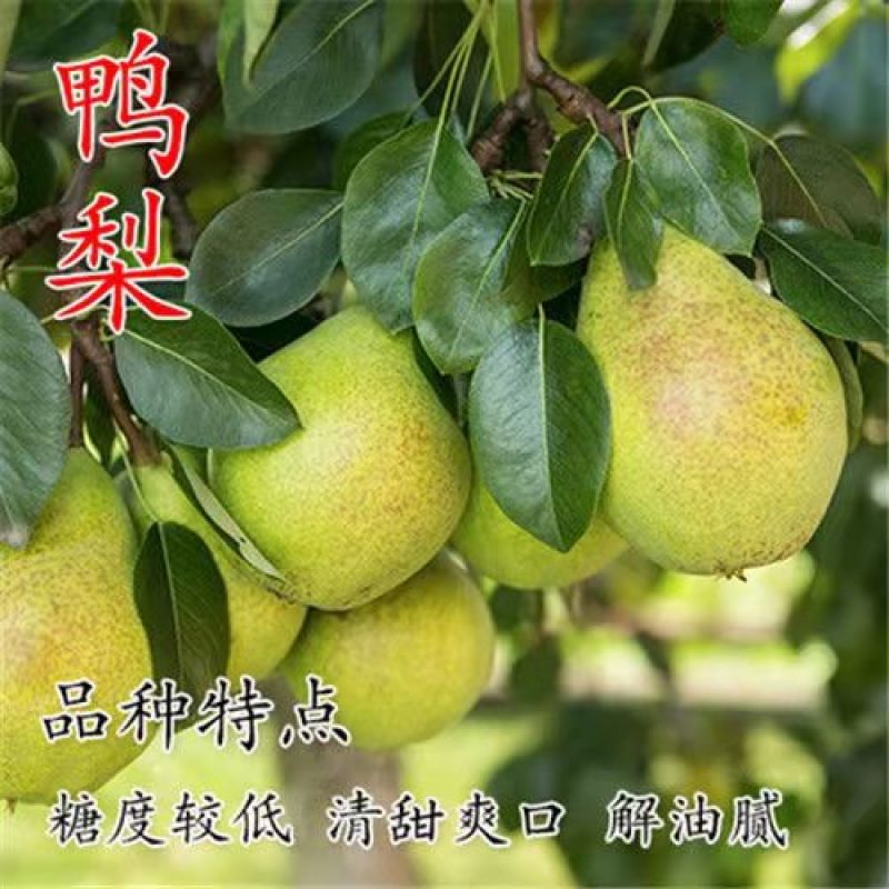 梨树苗早酥红梨香梨秋月梨晚秋黄梨现挖现发包成活