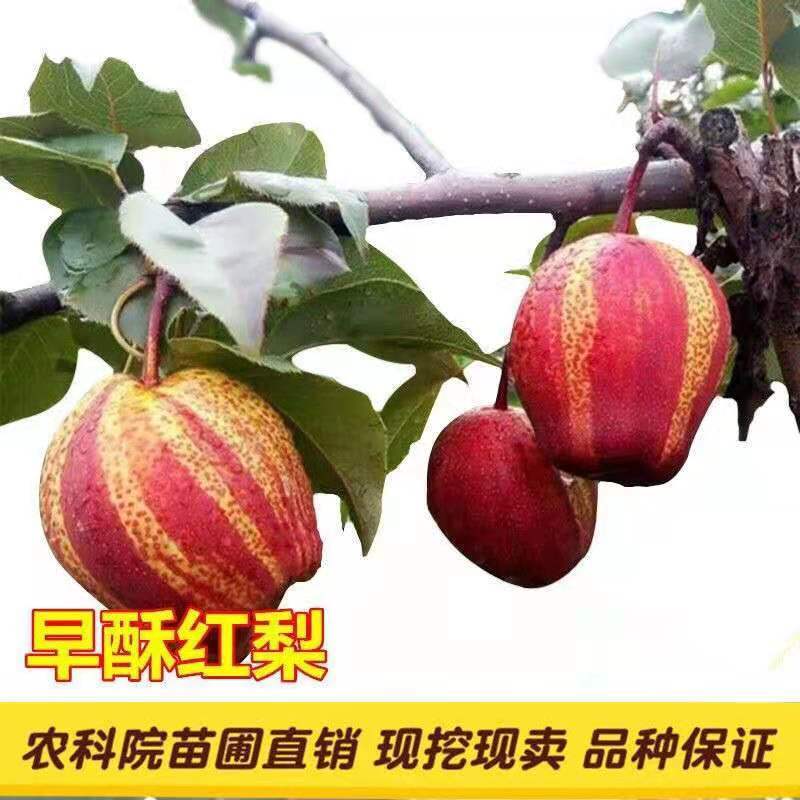 梨树苗早酥红梨香梨秋月梨晚秋黄梨现挖现发包成活