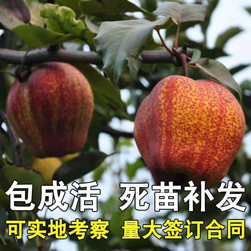 梨树苗早酥红梨香梨秋月梨晚秋黄梨现挖现发包成活