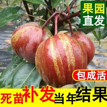 梨树苗早酥红梨香梨秋月梨晚秋黄梨现挖现发包成活