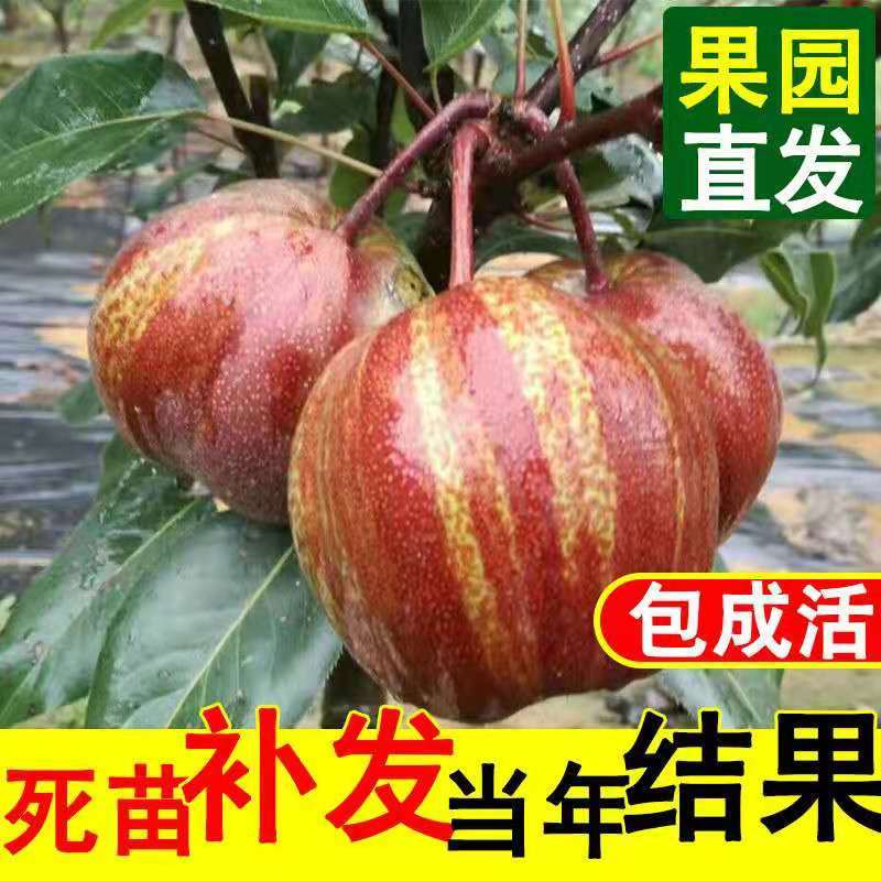 梨树苗早酥红梨香梨秋月梨晚秋黄梨现挖现发包成活