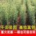 梨树苗早酥红梨香梨秋月梨晚秋黄梨现挖现发包成活