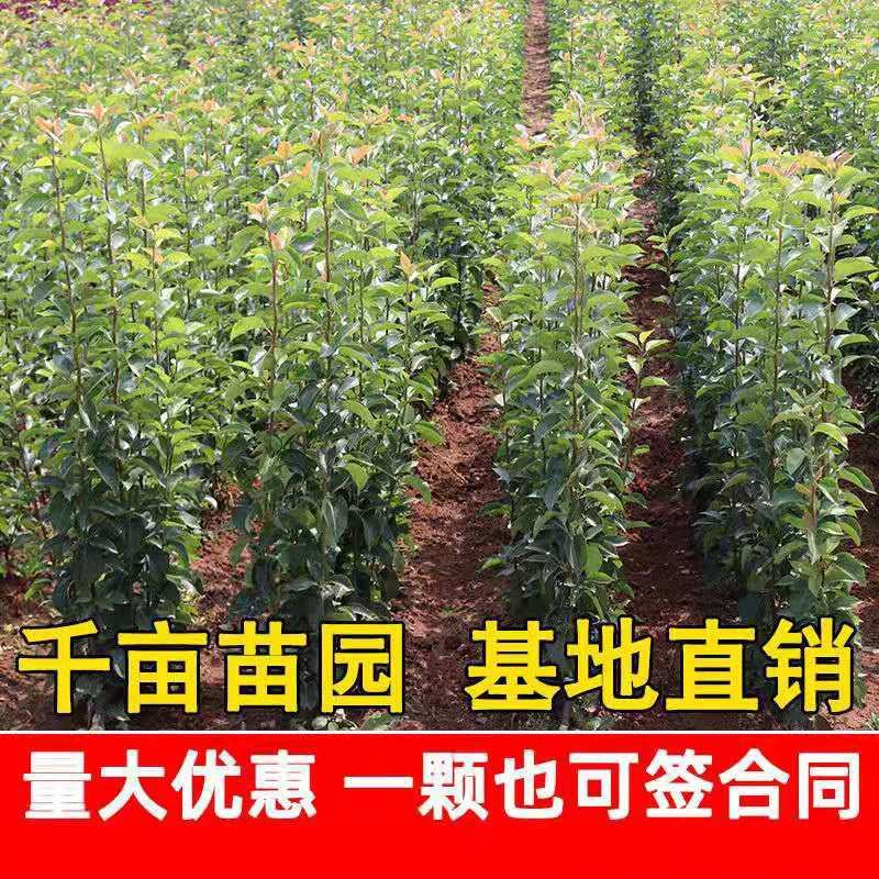 梨树苗早酥红梨香梨秋月梨晚秋黄梨现挖现发包成活