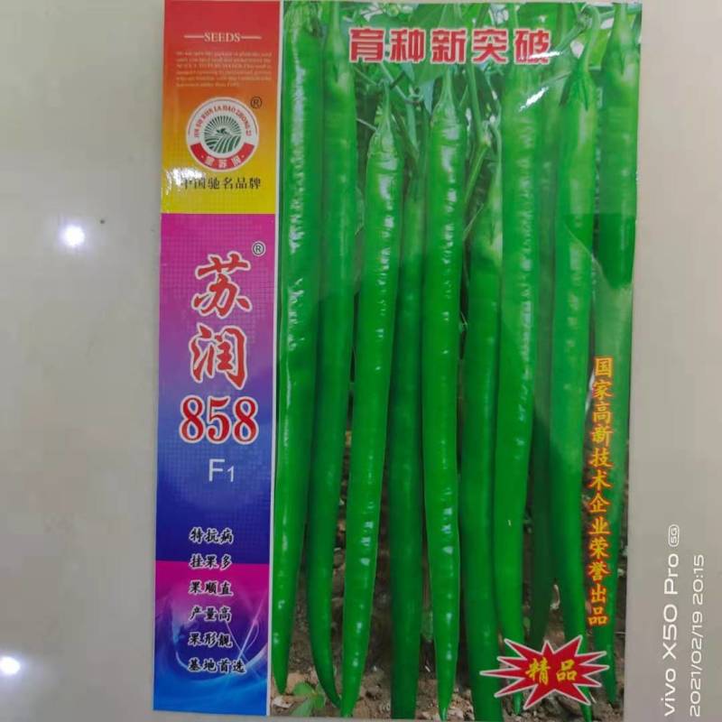 苏润858辣椒种子，抗病挂果多，果顺直，产量高，果型靓