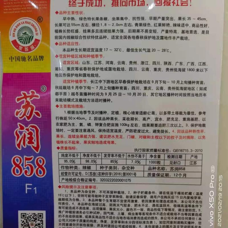 苏润858辣椒种子，抗病挂果多，果顺直，产量高，果型靓