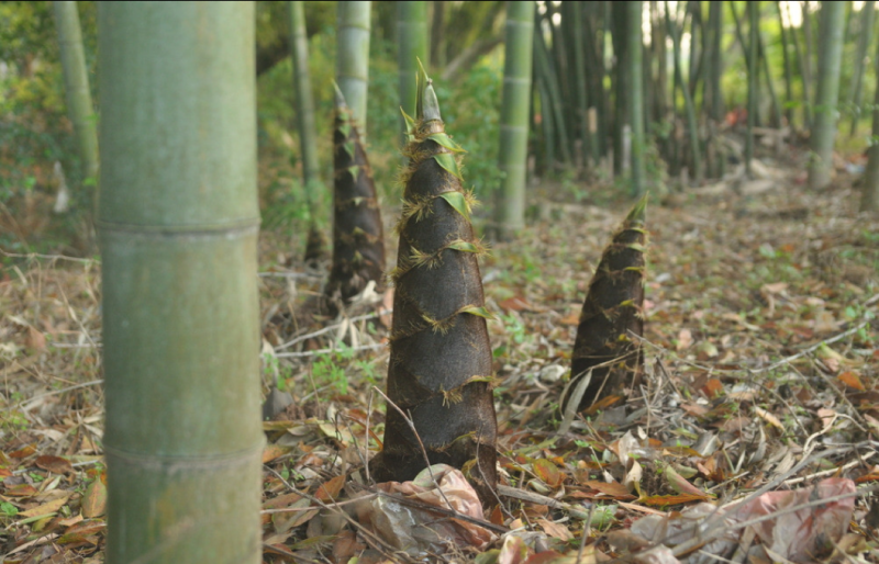 高山兰竹笋，鲜货毛壳，货员充足。