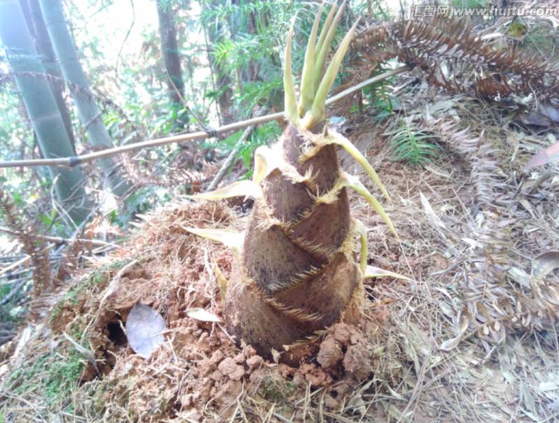 高山兰竹笋，鲜货毛壳，货员充足。